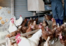 India’s poultry sector revenue likely to rise nearly 7 pc in FY27: Report